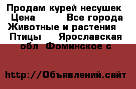 Продам курей несушек › Цена ­ 350 - Все города Животные и растения » Птицы   . Ярославская обл.,Фоминское с.